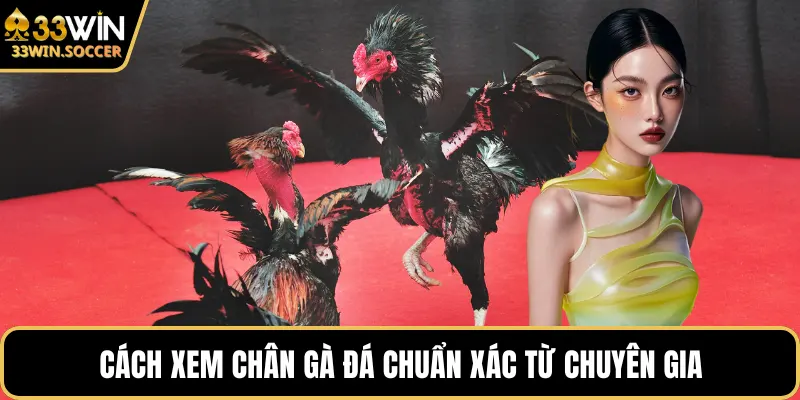 Cách xem chân gà đá chuẩn xác từ chuyên gia