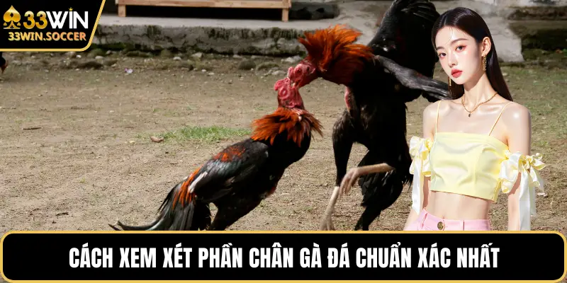 Cách xem xét phần chân gà đá chuẩn xác nhất