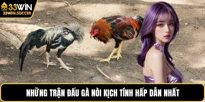 Những trận đấu gà nòi kịch tính hấp dẫn nhất